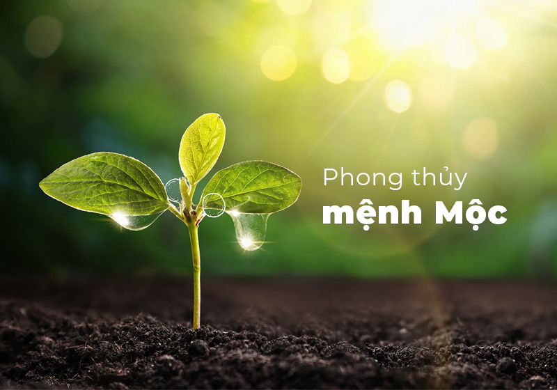 Phong thủy mệnh mộc